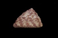 藏品(血斑鐘螺)的圖片